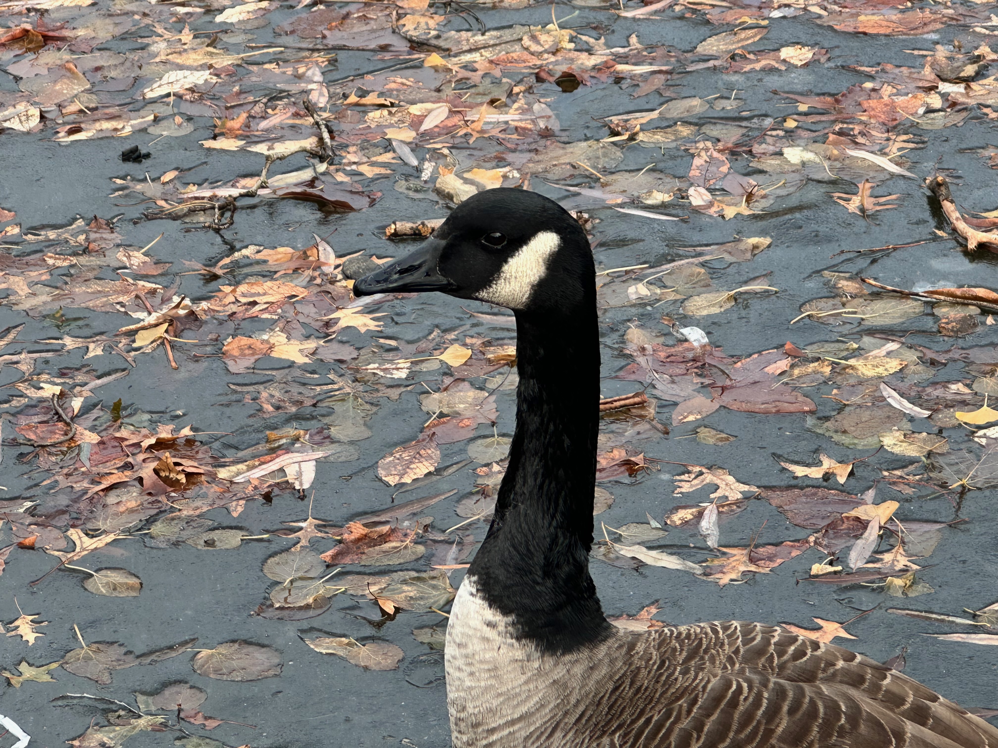 Canada goose